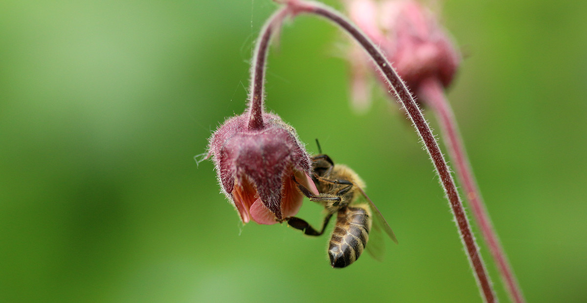 Bitė skanauja raudonosios žiognagės medų